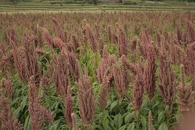 Estudios muestran una tendencia a la producción agrícola orientada al mercado y al uso de agroquímicos