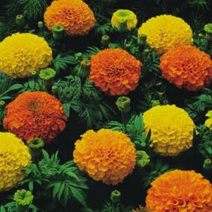 Marigold Flower's Very Beautiful Image 