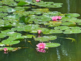 Water lily, Monet's garden