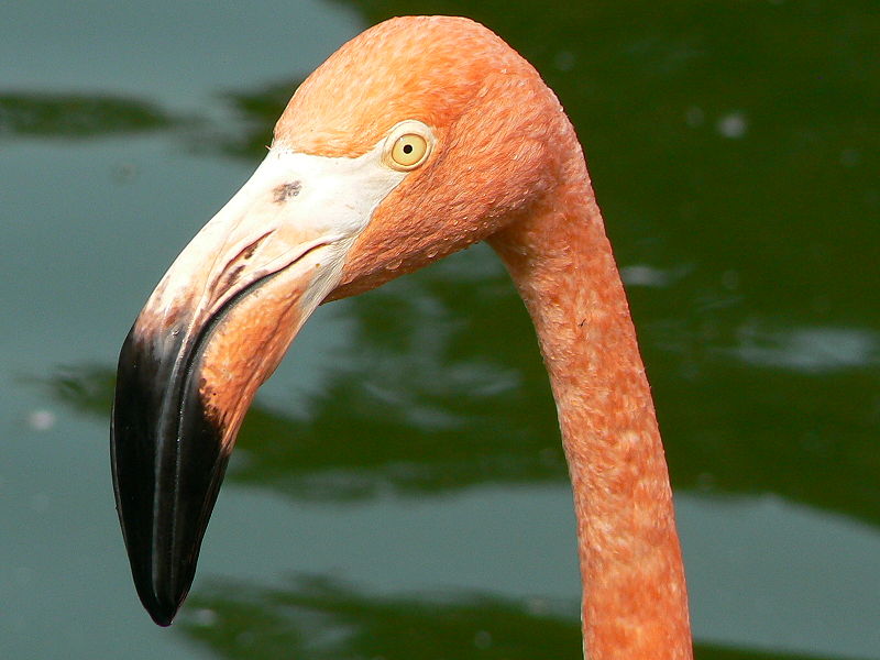 Fotos de Flamencos - The Flamingos