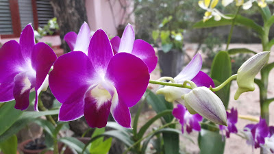 Purple Dendrobium Orchids with buds