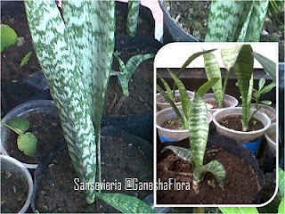 Tanaman Lidah Mertua (Sansevieria)