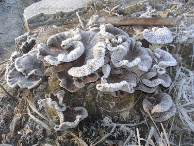 Grzyby zimowe, grzybobranie w zimie, grzyby pod śniegiem, grzyby mrożone, boczniak ostrygowaty, Pleurotus ostreatus