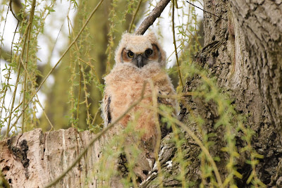 Come Walk With Us Great Horned Owl on trail.