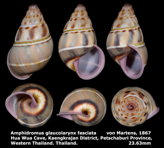 Amphidromus glaucolarynx fasciatus 23.63mm