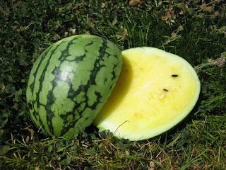 yellowfleshed watermelon