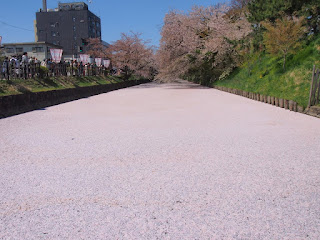 弘前城の桜１