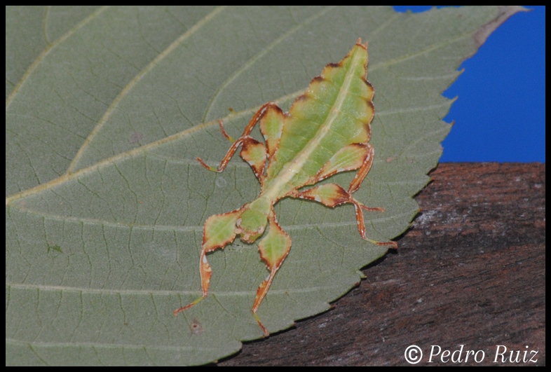 Ninfa hembra L2 de Cryptophyllium westwoodii, 2 cm de longitud