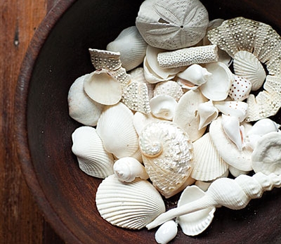 Download 35 Seashell Collection Display Ideas Coastal Decor Ideas Interior Design Diy Shopping