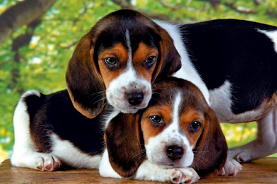 Beagle dog