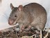 Lassa Fever Kills Mortuary Attendant, Nurse In Ogun State