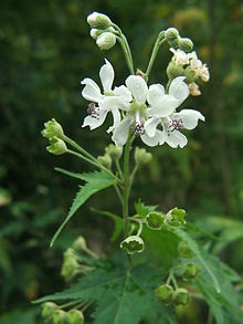 flor melífera de sida o abanico de pétalos traduciendo fanpetals