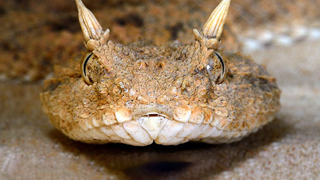 Unveiling the Enigmatic Iranian Spider-Tailed Horned Viper - Wild