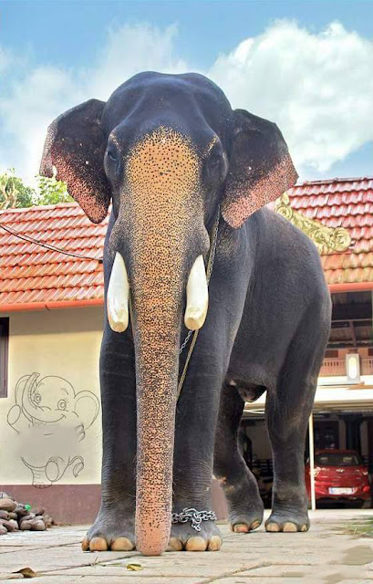 Chirakkal Kalidasan is known as ‘Junior Thechikodu’.Chirakkal kalidasan not just an elephant,one of the iconic actor in Bhahubali 2.