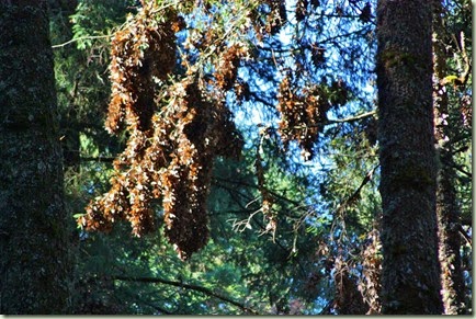 IMG_8313_1024x683
