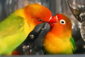 Lovebird Menyuapi Pasangannya