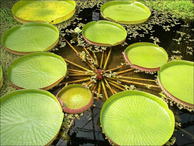 The Largest Water Lily in the World Seen On www.coolpicturegallery.us