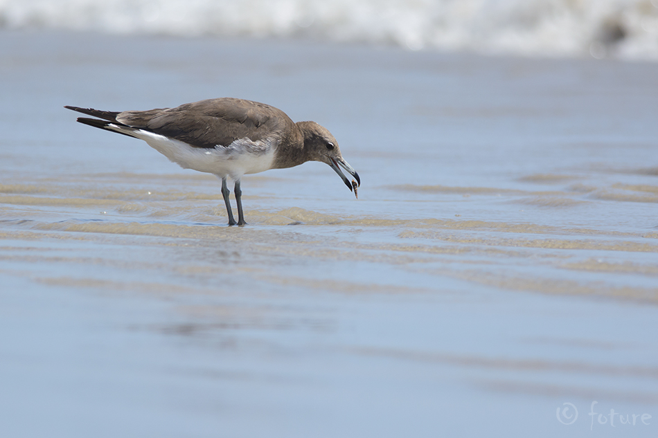 Nõgikajakas, Ichthyaetus hemprichii, Sooty Gull, larus, kajakas, Hemprich's, Aden