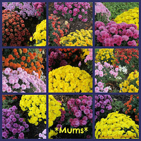 Fall Colors of Mums RainbowsWIthinReach
