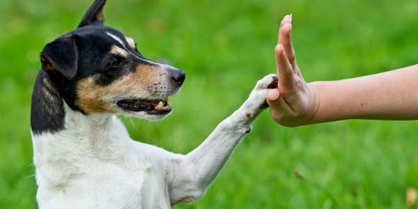 Adestramento de Cães O Guia Definitivo para uma Convivência Harmoniosa e Objetivos Alcançados