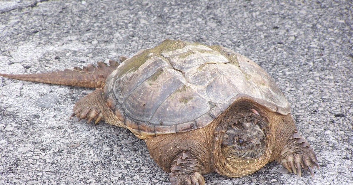from the Tennessee Plateau: Good Turtle or Bad Turtle?