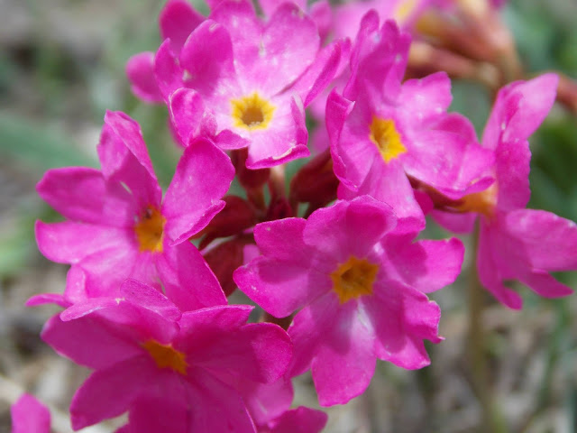 Wild flowers in Himalayas