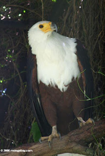 African Fish Eagle