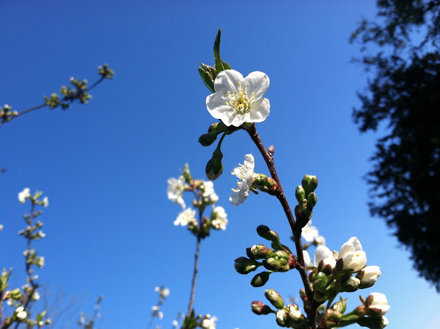 Farmingdale-Cherry-Tree-Spring-2013