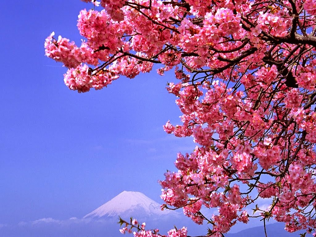 70 Ide Sketsa Pemandangan Bunga  Sakura  Gambar  Pemandangan