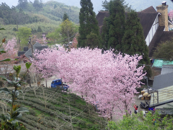 Forest Hill Farm cherry blossoms