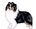 The Types of Sheltie Coat Color and Markings