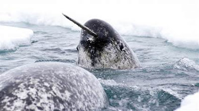 Narwhal (Monodon monoceros)