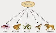 Paling Baru 35+ Ciri-ciri Hewan Vertebrata Kecuali