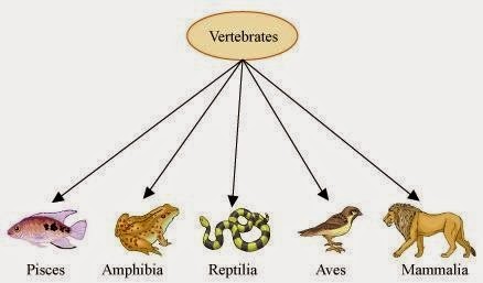 56+ Hewan Vertebrata Terbagi Menjadi 5 Kelas Yaitu