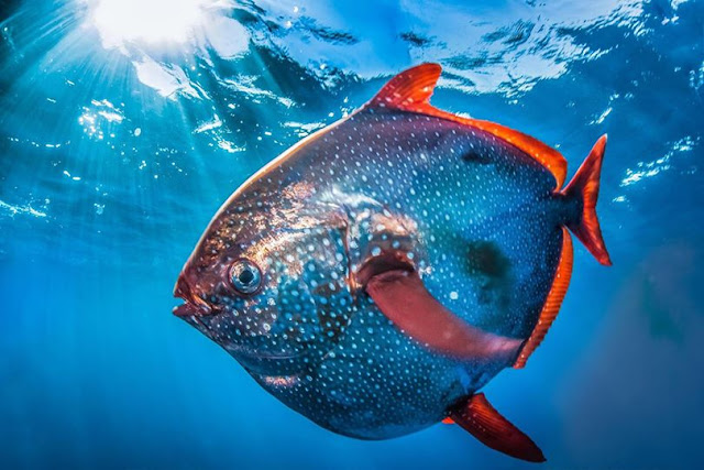 A deep-sea giant colorful Opah fish was caught by a fishermen in Barangay Sta. Monica in Tubabao Island, Oras town in Eastern Samar province, hours after a strong 6.6-magnitude earthquake rattled Masbate province and some parts of Eastern Visayas at about 8:03 a.m. on Tuesday.