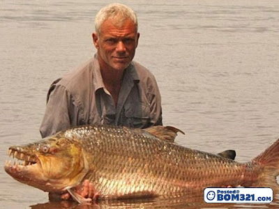 Ikan Harimau tiger fish