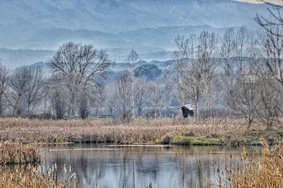 Bernat pescaire sobrevolant l'estany de Sils