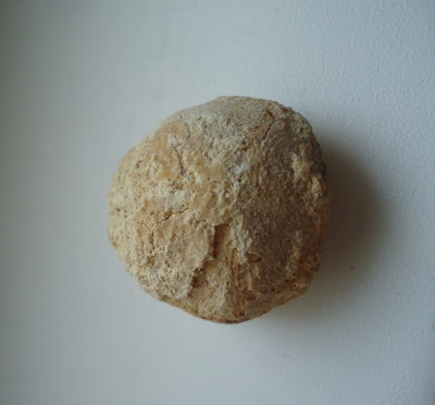 Turtle Egg Fossil