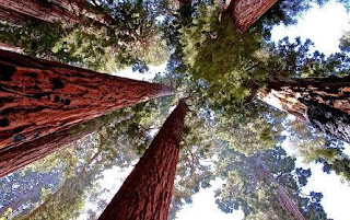 Sequoia National Park