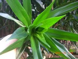 BUBUR SUMSUM CANDIL MANFAAT  DAUN  SUJI DAN DAUN  PANDAN 