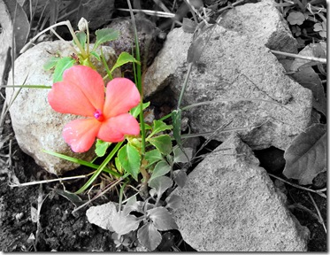 2010_1127llanoslos0019