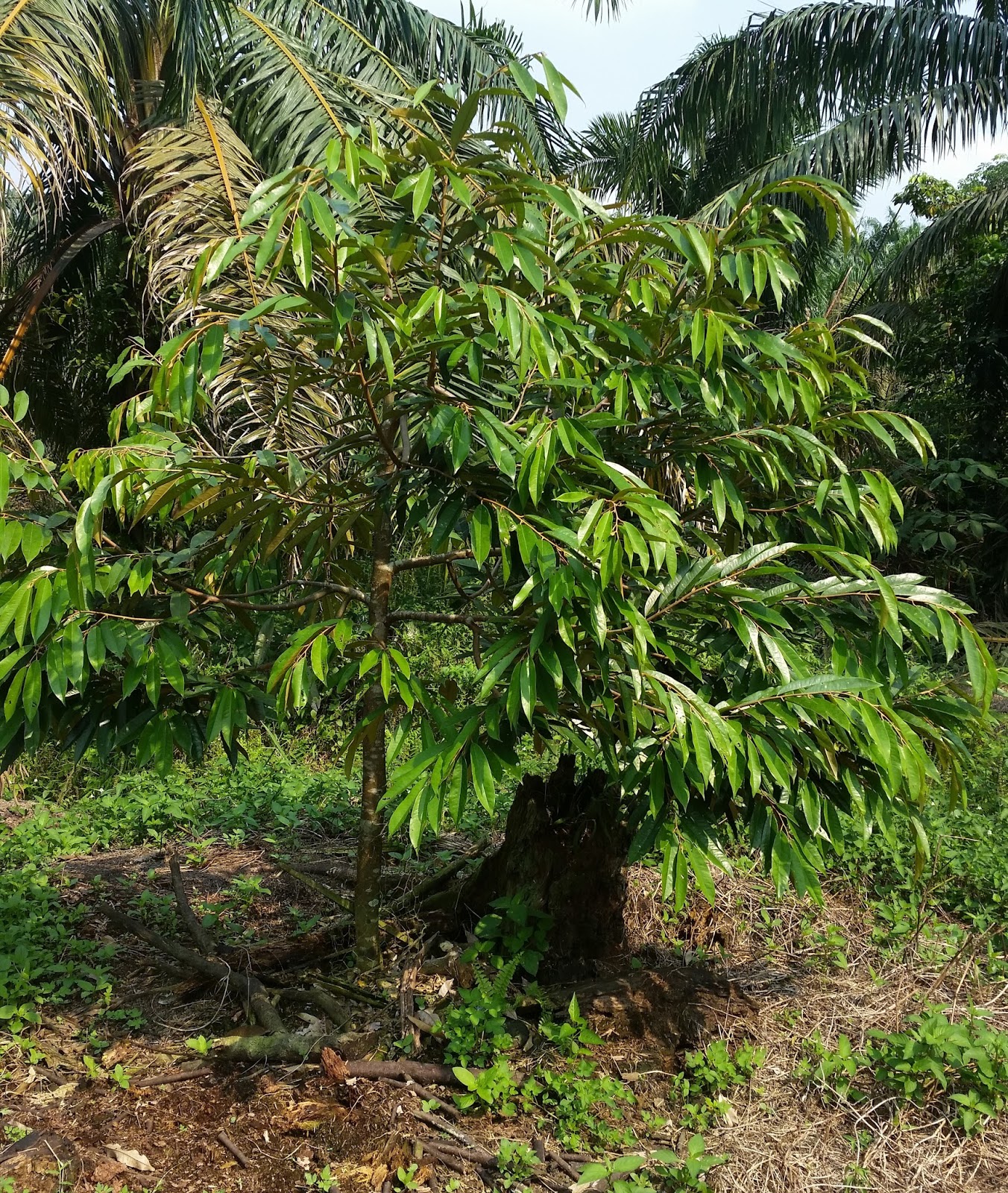 Warisan Petani Tanaman Durian  