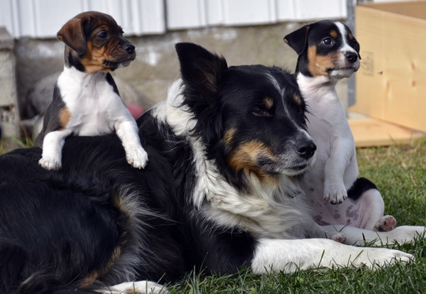 dansksvensk gårdshund border collie