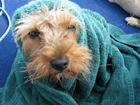 dog wrapped up in a turquoise towel, so you just see the dog's face