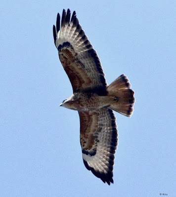 "Common Buzzard - Buteo buteo,winter visitor,flying overhead."