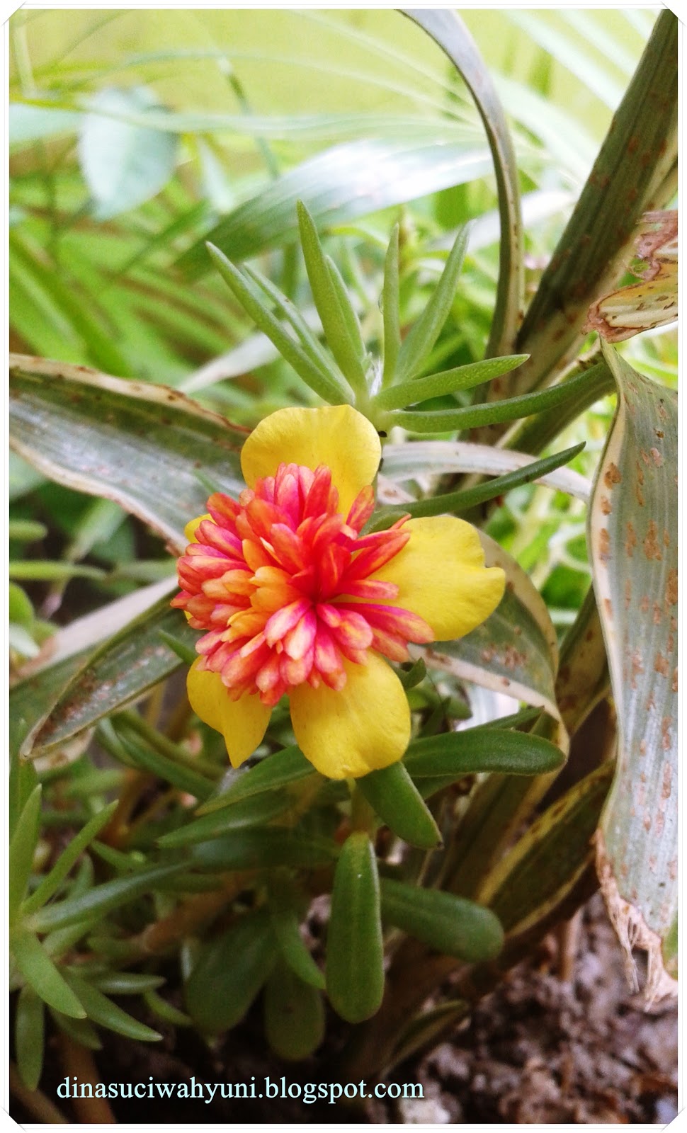 BUNGA MOSS ROSE - PORTULAKA JENIS PURSLANE FAIRYTALE ...