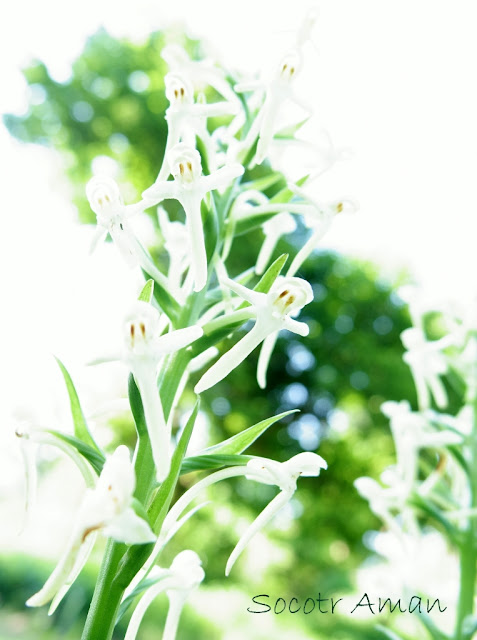 Platanthera japonica