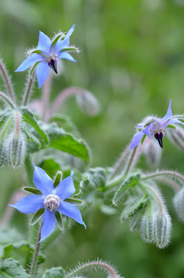 Blaue Borretschblüten vor grünem Hintergrund.