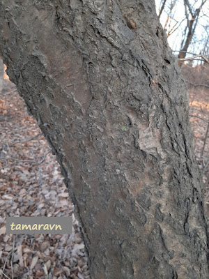 Маакия амурская (Maackia amurensis)