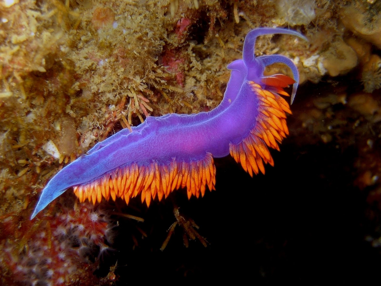 Creature Talk Nudibranch